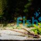 Royal Whiptail Catfish
