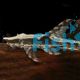 Royal Whiptail Catfish