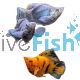 Sailfin Balloon Molly 4cm