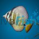 Sailfin Tang MED