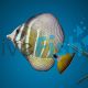 Sailfin Tang