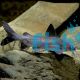 Salmon Tail Catfish 
