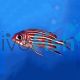 SQUIRRELFISH CROWN