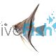 Scalare Angelfish Colombia