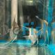 Scalare Angelfish Rio Nanay