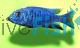  Female Electric Blue 9cm