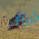 Corydoras Barbatus 