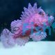 Scorpionfish Weedy
