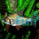 Flagtail Prochilodus - Red Finned