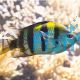 Sergeant Major Damselfish