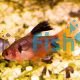Serpae Tetra Longfin