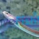 Short Finned Eel