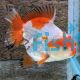 Short Tail Oranda