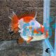 Short Tail Oranda