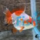 Short Tail Oranda