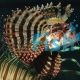 Shortfin Lionfish