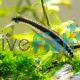 Siamese Flying Fox - Algae Eater