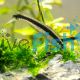 Siamese Flying Fox - Algae Eater 