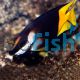 Rabbitfish - Bicolour 'Haz'