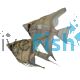 Silver Blue Angel Fish 