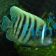 Six Banded Angelfish - Pomacanthus sexstriatus