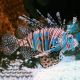 Lionfish Volitan 