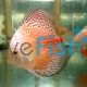 Snow Leopard Discus 9cm