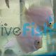 Snow White Discus
