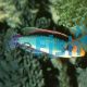 Solar Fairy Wrasse - Medium