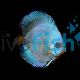 Solid Cobalt Blue Discus
