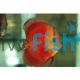 Solid Red Discus - Sun Merah