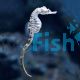 Southern Knight Seahorse