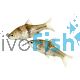 Spanner Barb - Barbodes 