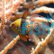 Sphaeramia Nematoptera - Pyjama Cardinalfish