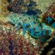 Spotted Mandarin Fish - Medium