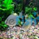 Spotted Silver Dollar - Dwarf