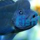 Humphead Cichlid - Lionhead 