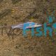 Striped Dwarf Catfish