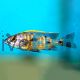 Otopharynx Lithobates Sulphur Crest 6cm