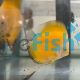 Sunrise Discus