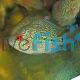 Flowerhorn Super Red Dragon 9cm