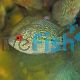 Flowerhorn Super Red Dragon
