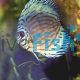 Blue Turquoise Discus