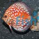 Pigeon Blood Snake Skin Discus