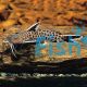 Synodontis Petricola