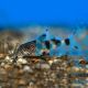 Synodontis Decorus 4cm