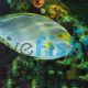 Epaulette Tang Surgeon 