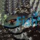 Orange Spot Surgeonfish