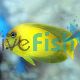 Tang Yellow Mimic 
