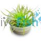 TC - Cyperus Helferi